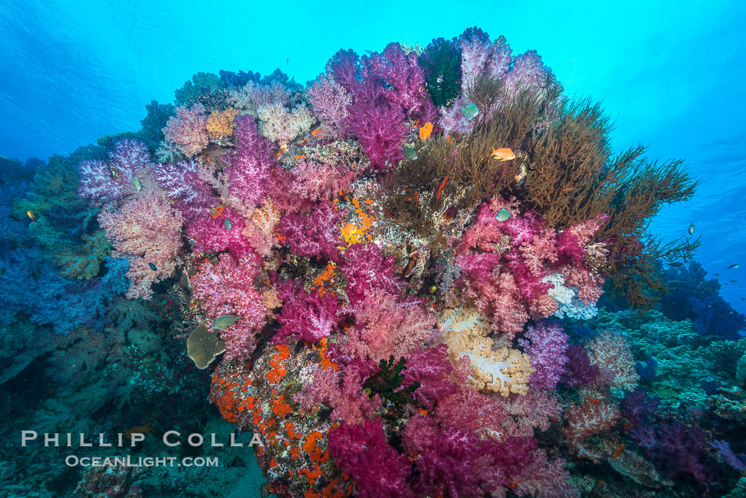 Vibrant colorful soft corals reaching into ocean currents, capturing passing planktonic food, Fiji., Dendronephthya, natural history stock photograph, photo id 31724
