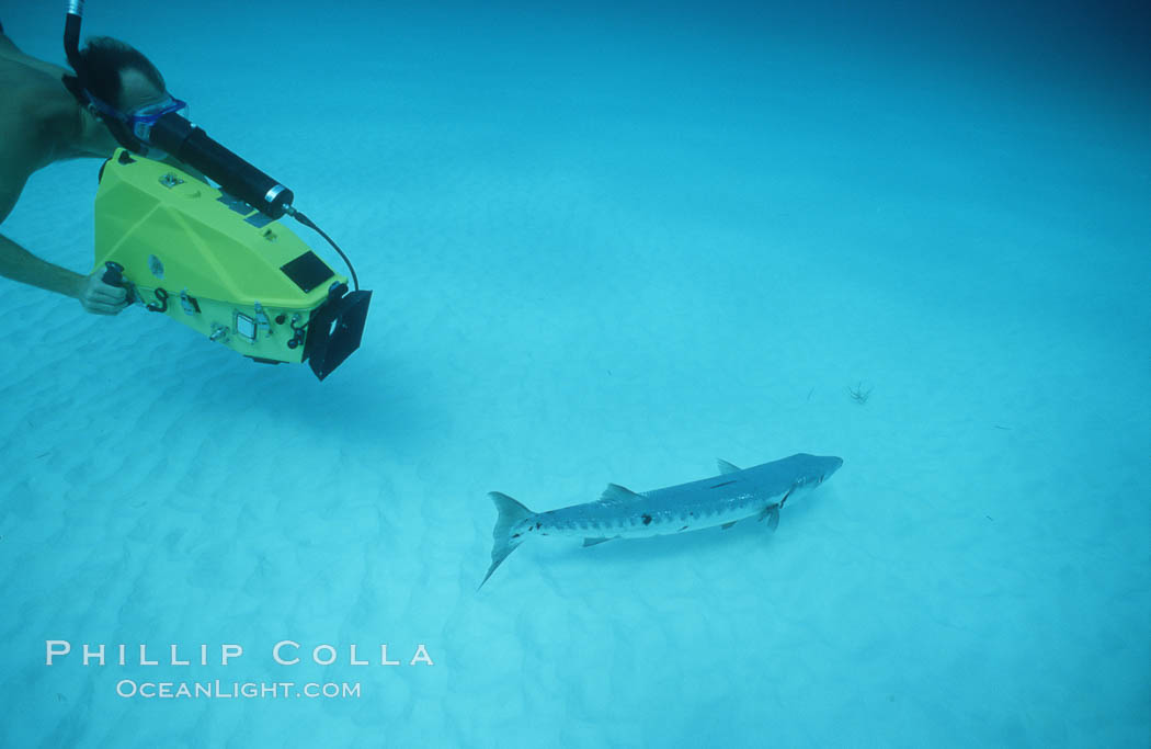 Videographer and barracuda. Bahamas, natural history stock photograph, photo id 02996