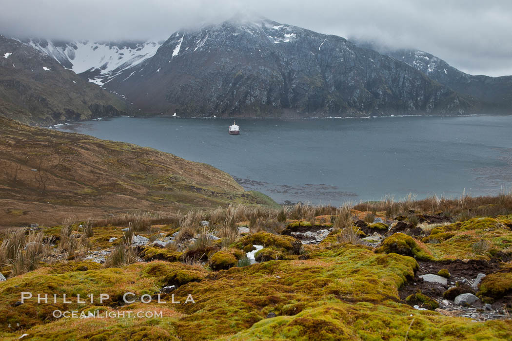 View of Godthul, from the grassy slopes of South Georgia.  The name Godthul, or "Good Hollow", dates back to Norwegian whalers who used this bay as a anchorage. South Georgia Island, natural history stock photograph, photo id 24717