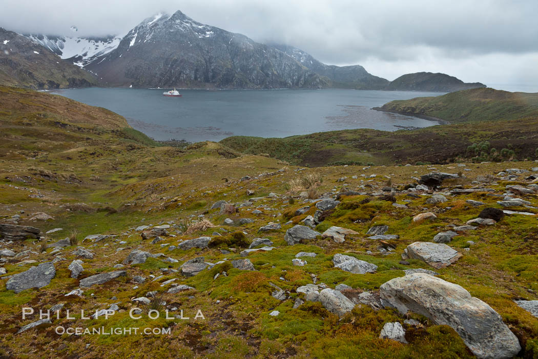 View of Godthul, from the grassy slopes of South Georgia.  The name Godthul, or "Good Hollow", dates back to Norwegian whalers who used this bay as a anchorage. South Georgia Island, natural history stock photograph, photo id 24745
