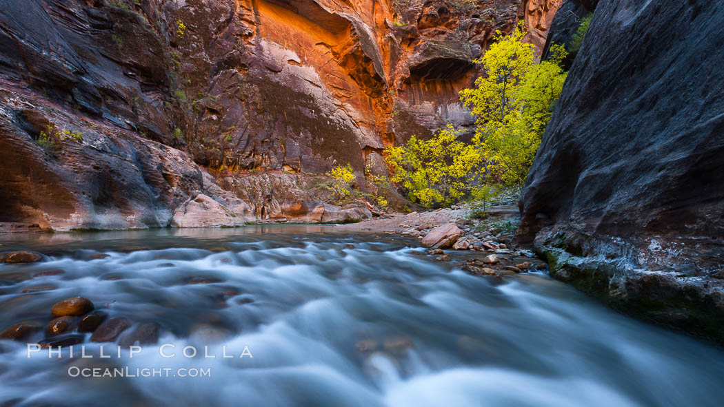 Virgin River narrows and fall colors, cottonwood trees in autumn along the Virgin River with towering sandstone cliffs. Virgin River Narrows, Zion National Park, Utah, USA, natural history stock photograph, photo id 26108