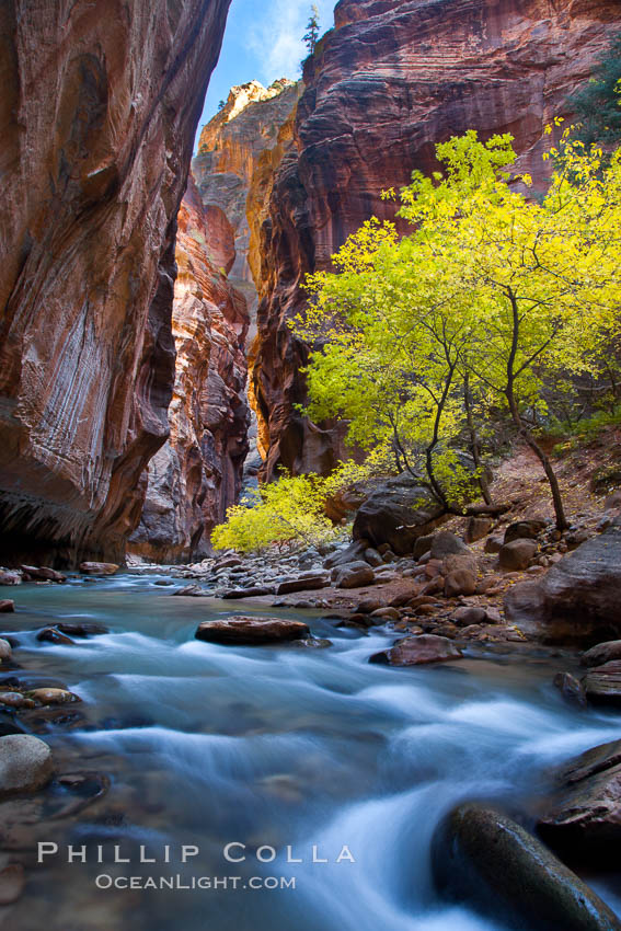 Yellow cottonwood trees in autumn, fall colors in the Virgin River Narrows in Zion National Park. Utah, USA, natural history stock photograph, photo id 26091