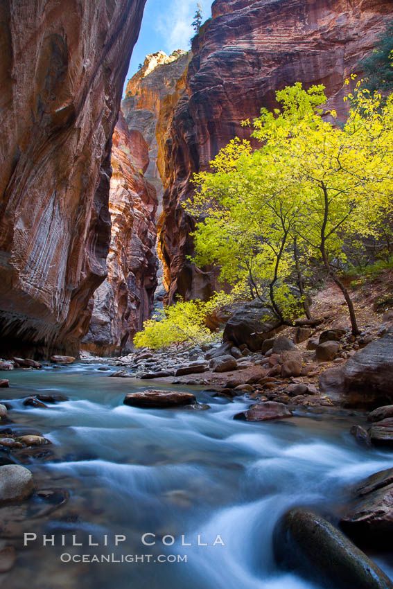 Yellow cottonwood trees in autumn, fall colors in the Virgin River Narrows in Zion National Park