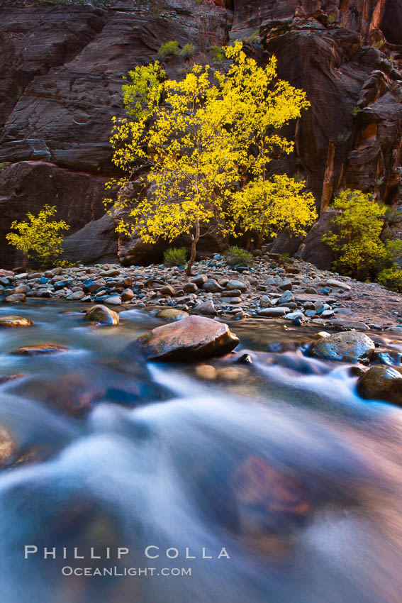 Flowing water and fall cottonwood trees, along the Virgin River in the Zion Narrows in autumn. Virgin River Narrows, Zion National Park, Utah, USA, natural history stock photograph, photo id 26107
