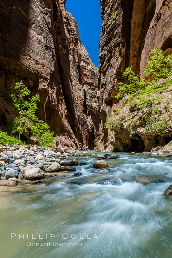The Virgin River Narrows, where the Virgin River has carved deep, narrow canyons through the Zion National Park sandstone, creating one of the finest hikes in the world. Utah, USA, natural history stock photograph, photo id 28584