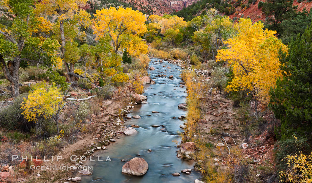 The Virgin River and fall colors, maples and cottonwood trees in autumn. Zion National Park, Utah, USA, natural history stock photograph, photo id 26111