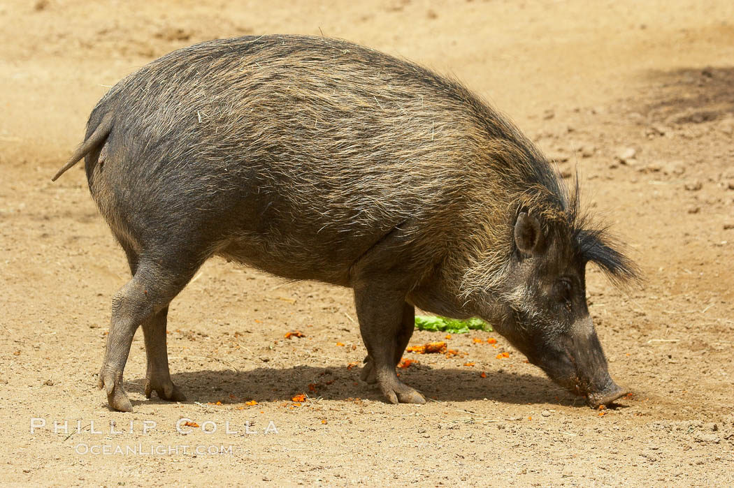Visayan warty pig., Sus cebifrons, natural history stock photograph, photo id 12532