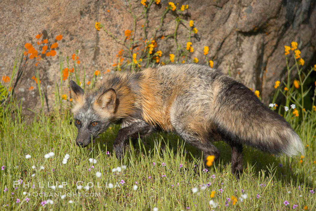Cross fox, Sierra Nevada foothills, Mariposa, California.  The cross fox is a color variation of the red fox., Vulpes vulpes, natural history stock photograph, photo id 15956