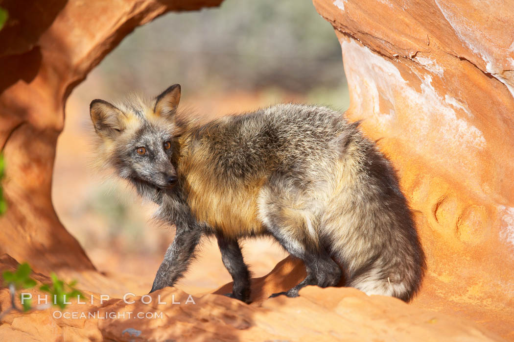 Cross fox.  The cross fox is a color variation of the red fox., Vulpes vulpes, natural history stock photograph, photo id 12107