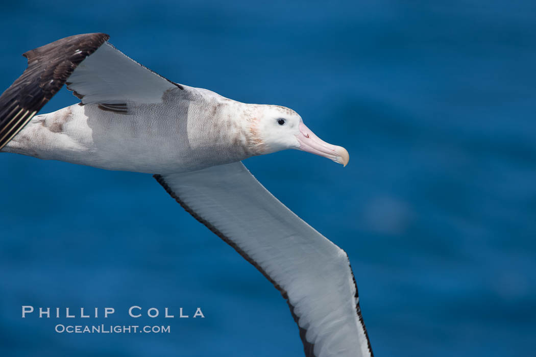 Wandering albatross in flight, over the open sea.  The wandering albatross has the largest wingspan of any living bird, with the wingspan between, up to 12' from wingtip to wingtip.  It can soar on the open ocean for hours at a time, riding the updrafts from individual swells, with a glide ratio of 22 units of distance for every unit of drop.  The wandering albatross can live up to 23 years.  They hunt at night on the open ocean for cephalopods, small fish, and crustaceans. The survival of the species is at risk due to mortality from long-line fishing gear. Southern Ocean, Diomedea exulans, natural history stock photograph, photo id 24070