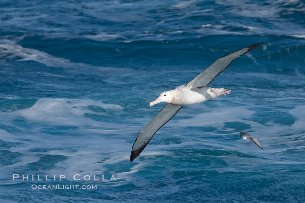Wandering albatross in flight, over the open sea.  The wandering albatross has the largest wingspan of any living bird, with the wingspan between, up to 12' from wingtip to wingtip.  It can soar on the open ocean for hours at a time, riding the updrafts from individual swells, with a glide ratio of 22 units of distance for every unit of drop.  The wandering albatross can live up to 23 years.  They hunt at night on the open ocean for cephalopods, small fish, and crustaceans. The survival of the species is at risk due to mortality from long-line fishing gear. Southern Ocean, Diomedea exulans, natural history stock photograph, photo id 24090