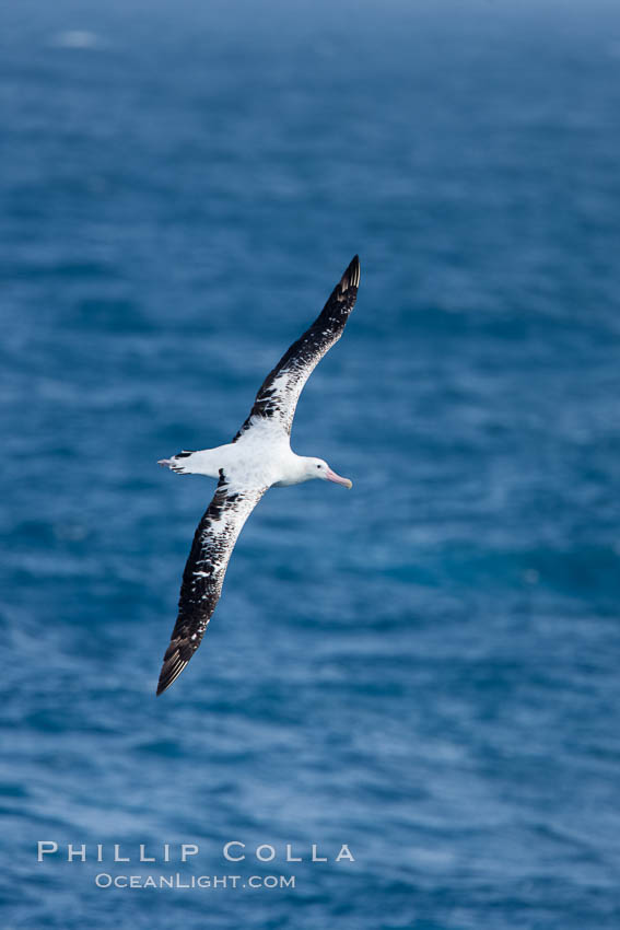 Wandering albatross in flight, over the open sea.  The wandering albatross has the largest wingspan of any living bird, with the wingspan between, up to 12' from wingtip to wingtip.  It can soar on the open ocean for hours at a time, riding the updrafts from individual swells, with a glide ratio of 22 units of distance for every unit of drop.  The wandering albatross can live up to 23 years.  They hunt at night on the open ocean for cephalopods, small fish, and crustaceans. The survival of the species is at risk due to mortality from long-line fishing gear. Southern Ocean, Diomedea exulans, natural history stock photograph, photo id 24170