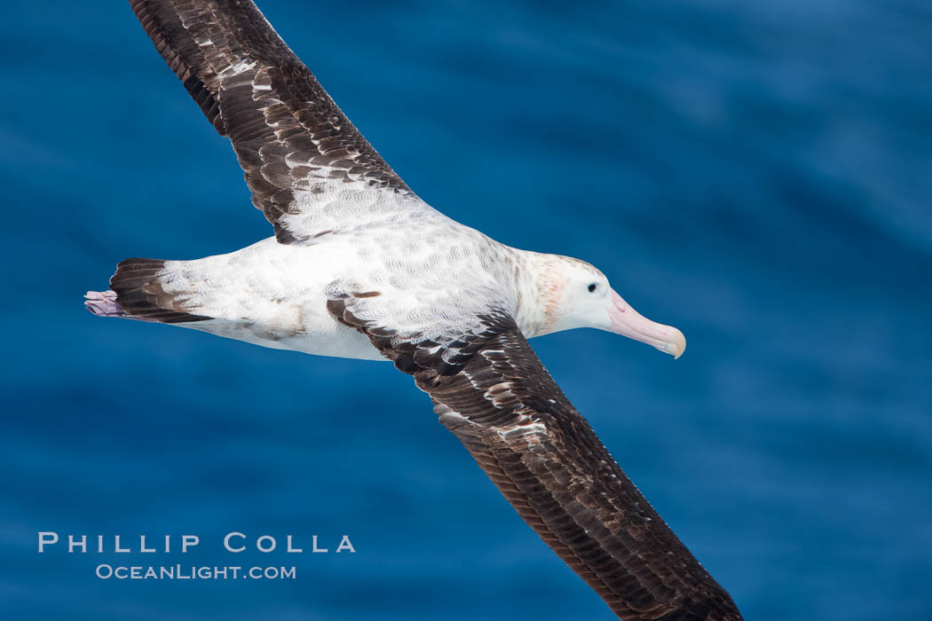 Wandering albatross in flight, over the open sea.  The wandering albatross has the largest wingspan of any living bird, with the wingspan between, up to 12' from wingtip to wingtip.  It can soar on the open ocean for hours at a time, riding the updrafts from individual swells, with a glide ratio of 22 units of distance for every unit of drop.  The wandering albatross can live up to 23 years.  They hunt at night on the open ocean for cephalopods, small fish, and crustaceans. The survival of the species is at risk due to mortality from long-line fishing gear. Southern Ocean, Diomedea exulans, natural history stock photograph, photo id 24087