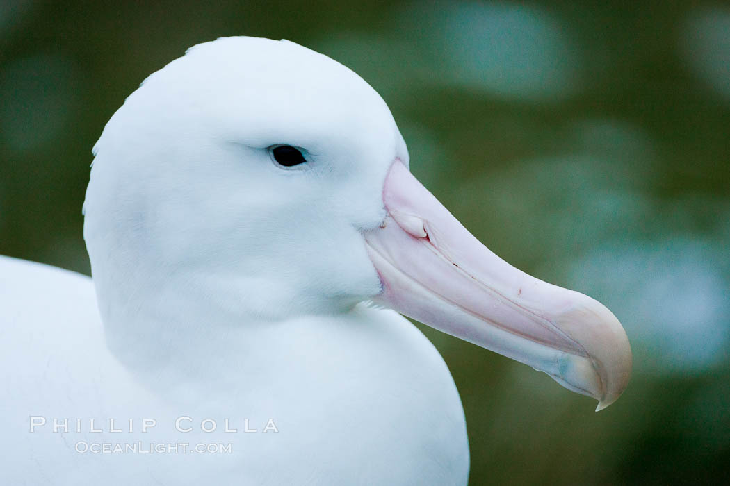 Wandering albatross, on nest and the Prion Island colony.  The wandering albatross has the largest wingspan of any living bird, with the wingspan between, up to 12' from wingtip to wingtip. It can soar on the open ocean for hours at a time, riding the updrafts from individual swells, with a glide ratio of 22 units of distance for every unit of drop. The wandering albatross can live up to 23 years. They hunt at night on the open ocean for cephalopods, small fish, and crustaceans. The survival of the species is at risk due to mortality from long-line fishing gear. South Georgia Island, Diomedea exulans, natural history stock photograph, photo id 24385