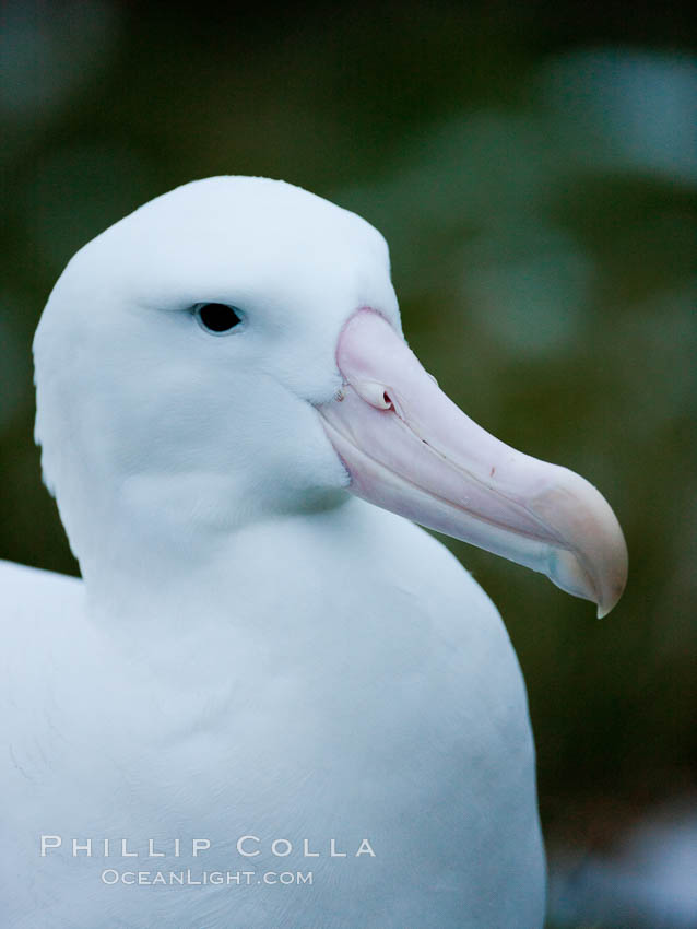 Wandering albatross, on nest and the Prion Island colony.  The wandering albatross has the largest wingspan of any living bird, with the wingspan between, up to 12' from wingtip to wingtip. It can soar on the open ocean for hours at a time, riding the updrafts from individual swells, with a glide ratio of 22 units of distance for every unit of drop. The wandering albatross can live up to 23 years. They hunt at night on the open ocean for cephalopods, small fish, and crustaceans. The survival of the species is at risk due to mortality from long-line fishing gear. South Georgia Island, Diomedea exulans, natural history stock photograph, photo id 24429