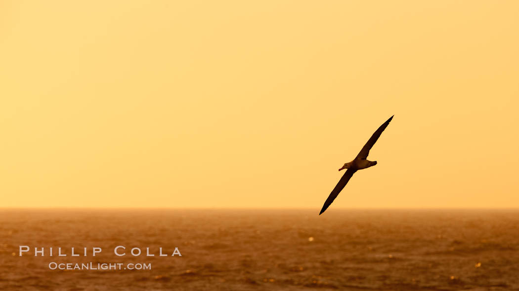 Wandering albatross in flight, over the open sea.  The wandering albatross has the largest wingspan of any living bird, with the wingspan between, up to 12' from wingtip to wingtip.  It can soar on the open ocean for hours at a time, riding the updrafts from individual swells, with a glide ratio of 22 units of distance for every unit of drop.  The wandering albatross can live up to 23 years.  They hunt at night on the open ocean for cephalopods, small fish, and crustaceans. The survival of the species is at risk due to mortality from long-line fishing gear. Southern Ocean, Diomedea exulans, natural history stock photograph, photo id 24092