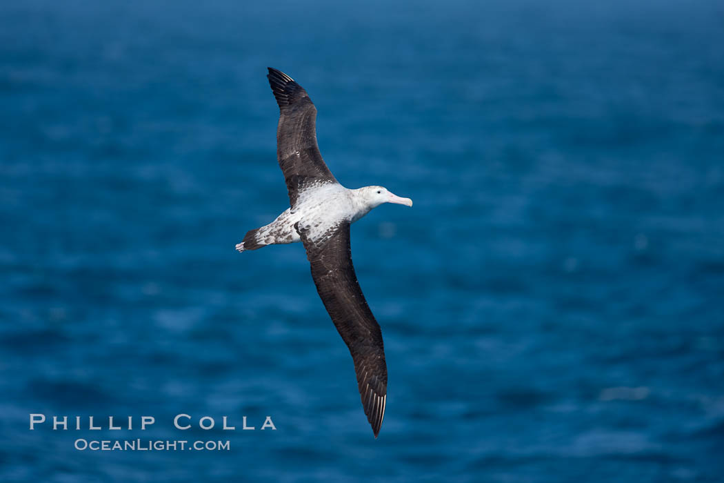 Wandering albatross in flight, over the open sea.  The wandering albatross has the largest wingspan of any living bird, with the wingspan between, up to 12' from wingtip to wingtip.  It can soar on the open ocean for hours at a time, riding the updrafts from individual swells, with a glide ratio of 22 units of distance for every unit of drop.  The wandering albatross can live up to 23 years.  They hunt at night on the open ocean for cephalopods, small fish, and crustaceans. The survival of the species is at risk due to mortality from long-line fishing gear. Southern Ocean, Diomedea exulans, natural history stock photograph, photo id 24172