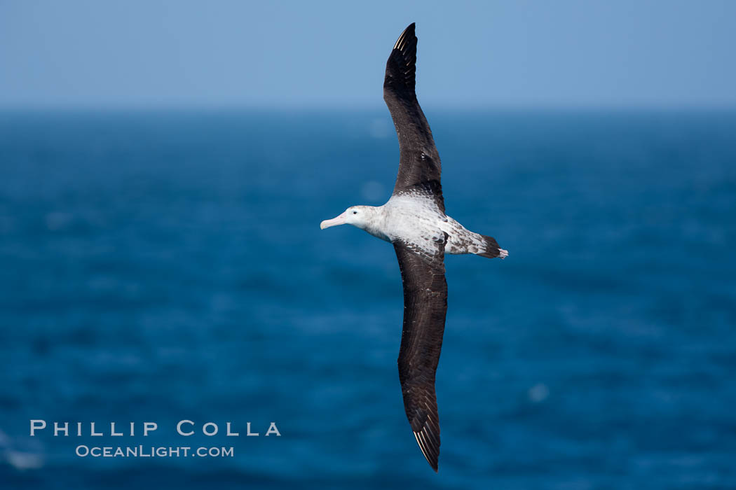 Wandering albatross in flight, over the open sea.  The wandering albatross has the largest wingspan of any living bird, with the wingspan between, up to 12' from wingtip to wingtip.  It can soar on the open ocean for hours at a time, riding the updrafts from individual swells, with a glide ratio of 22 units of distance for every unit of drop.  The wandering albatross can live up to 23 years.  They hunt at night on the open ocean for cephalopods, small fish, and crustaceans. The survival of the species is at risk due to mortality from long-line fishing gear. Southern Ocean, Diomedea exulans, natural history stock photograph, photo id 24089