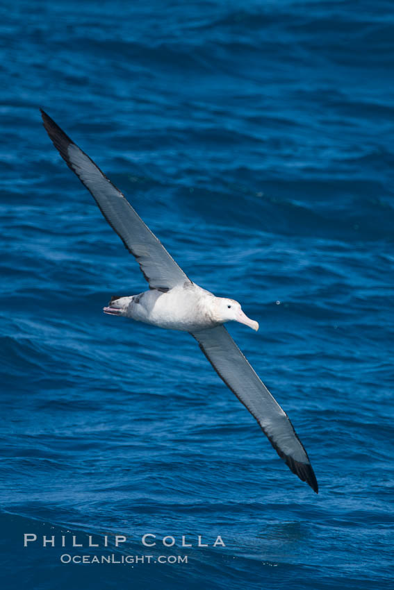 Wandering albatross in flight, over the open sea.  The wandering albatross has the largest wingspan of any living bird, with the wingspan between, up to 12' from wingtip to wingtip.  It can soar on the open ocean for hours at a time, riding the updrafts from individual swells, with a glide ratio of 22 units of distance for every unit of drop.  The wandering albatross can live up to 23 years.  They hunt at night on the open ocean for cephalopods, small fish, and crustaceans. The survival of the species is at risk due to mortality from long-line fishing gear. Southern Ocean, Diomedea exulans, natural history stock photograph, photo id 24169