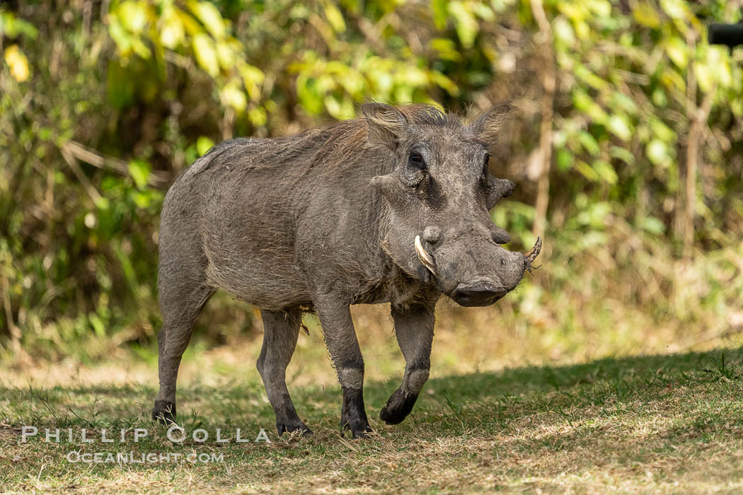 Warthog around LIttle Governors Camp, Masai Mara. Maasai Mara National Reserve, Kenya, Phacochoerus africanus, natural history stock photograph, photo id 39748
