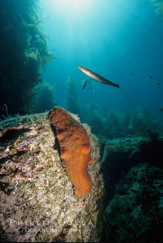 Warty sea cucumber on rocky reef amid kelp forest. Catalina Island, California, USA, Parastichopus parvimensis, natural history stock photograph, photo id 03112