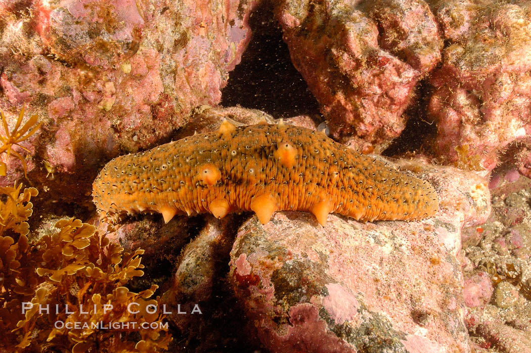 Warty sea cucumber on rocky reef amid kelp forest. San Clemente Island, California, USA, Parastichopus parvimensis, natural history stock photograph, photo id 10236
