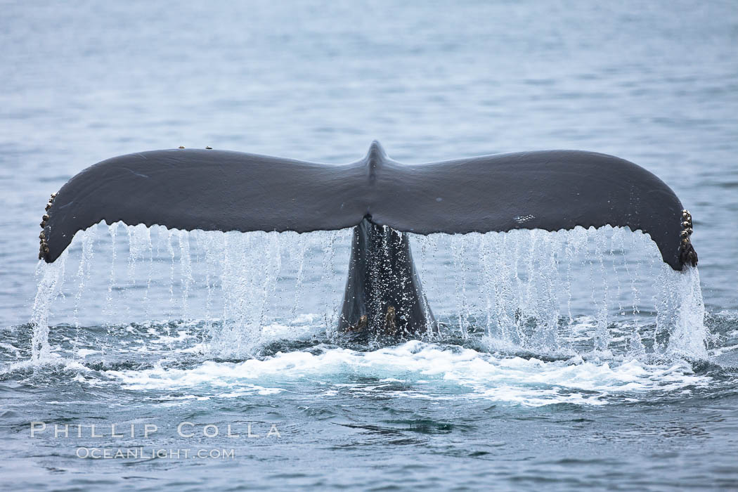 Water falling from the fluke (tail) of a humpback whale as the whale dives to forage for food in the Santa Barbara Channel, Megaptera novaeangliae, Santa Rosa Island, California