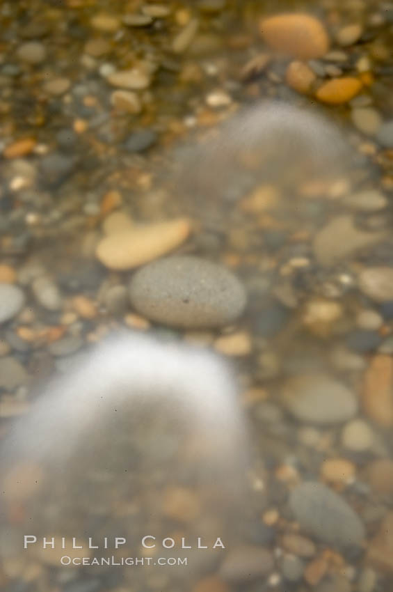 Water flows past beach cobblestones, blur. Ruby Beach, Olympic National Park, Washington, USA, natural history stock photograph, photo id 13794