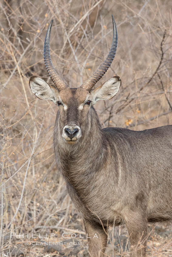 Waterbuck, Meru National Park, Kenya., Kobus ellipsiprymnus, natural history stock photograph, photo id 29694