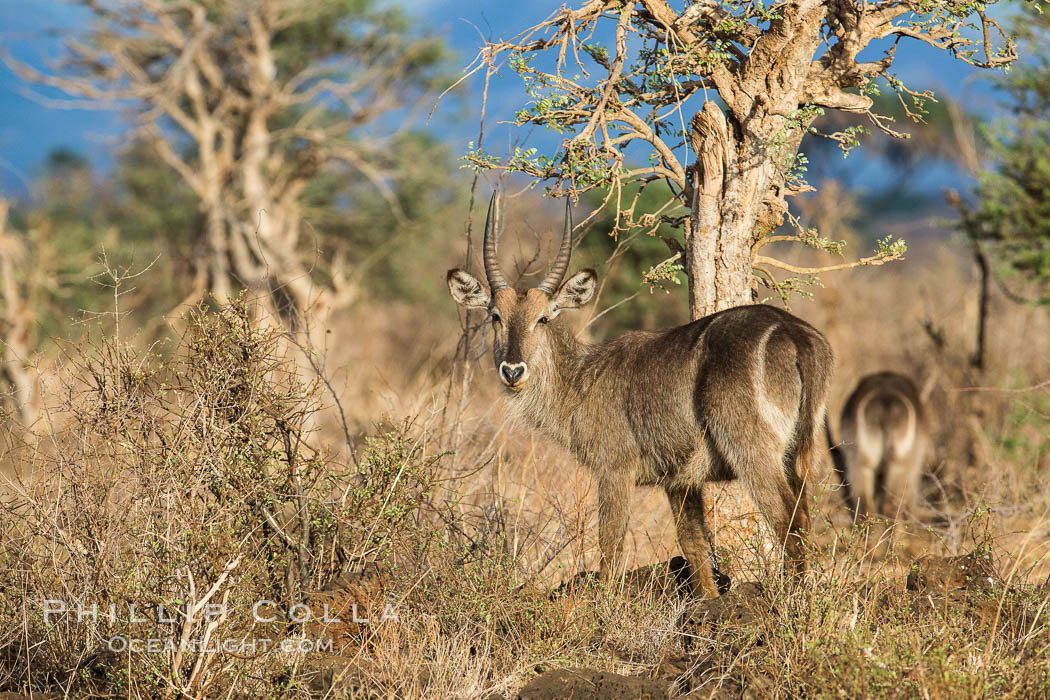 Waterbuck, Meru National Park, Kenya., Kobus ellipsiprymnus, natural history stock photograph, photo id 29684