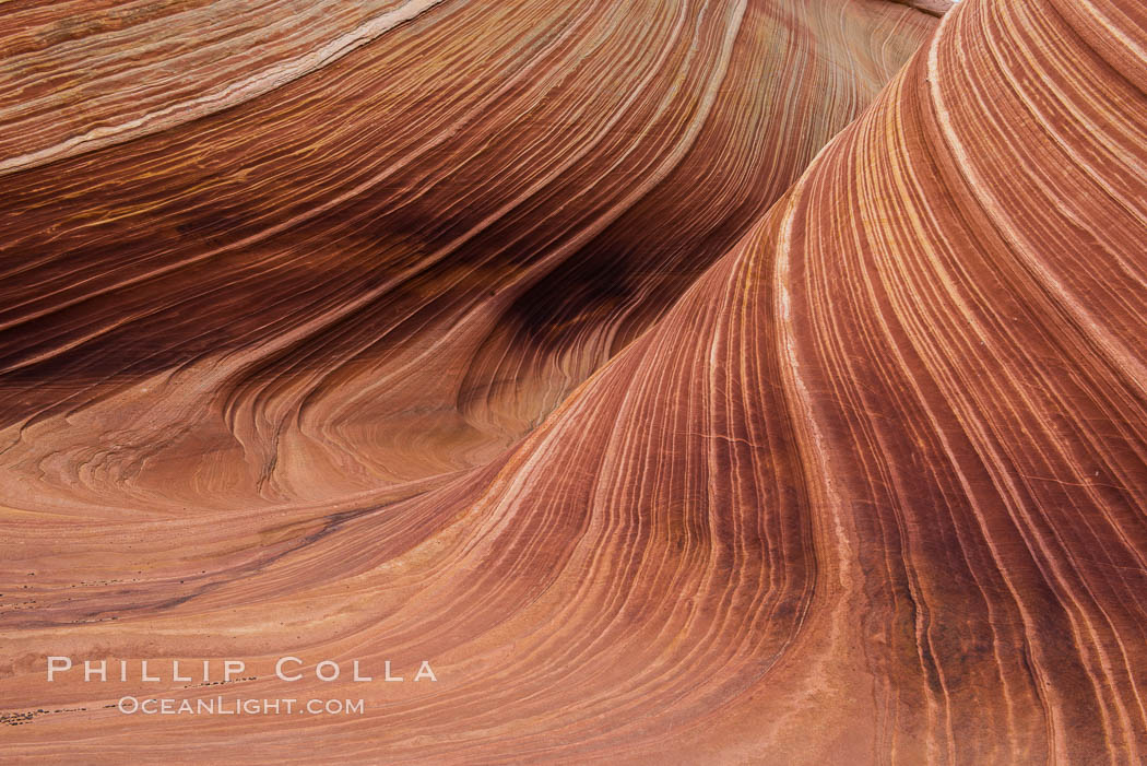 The Wave in the North Coyote Buttes, an area of fantastic eroded sandstone featuring beautiful swirls, wild colors, countless striations, and bizarre shapes set amidst the dramatic surrounding North Coyote Buttes of Arizona and Utah. The sandstone formations of the North Coyote Buttes, including the Wave, date from the Jurassic period. Managed by the Bureau of Land Management, the Wave is located in the Paria Canyon-Vermilion Cliffs Wilderness and is accessible on foot by permit only. USA, natural history stock photograph, photo id 28611