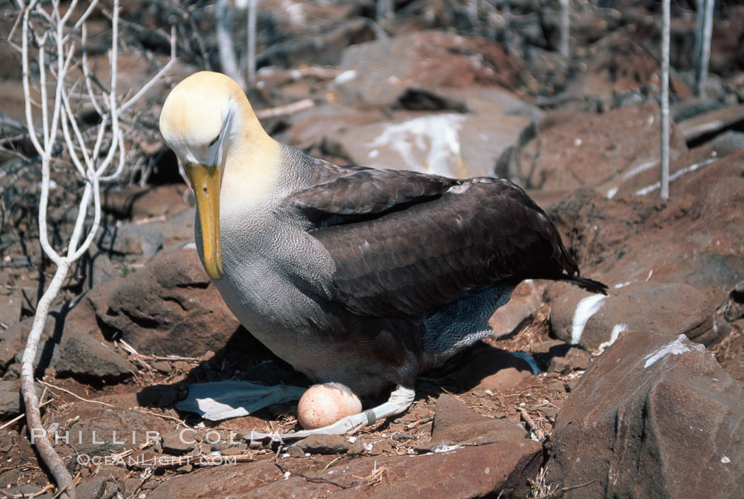 Waved albatross, Punta Suarez. Hood Island, Galapagos Islands, Ecuador, Diomedea irrorata, Phoebastria irrorata, natural history stock photograph, photo id 01774