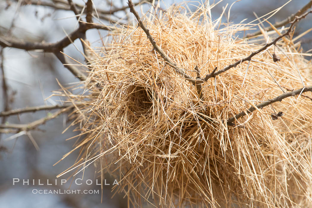 Weaver bird nest, Amboseli National Park, Kenya., natural history stock photograph, photo id 29550