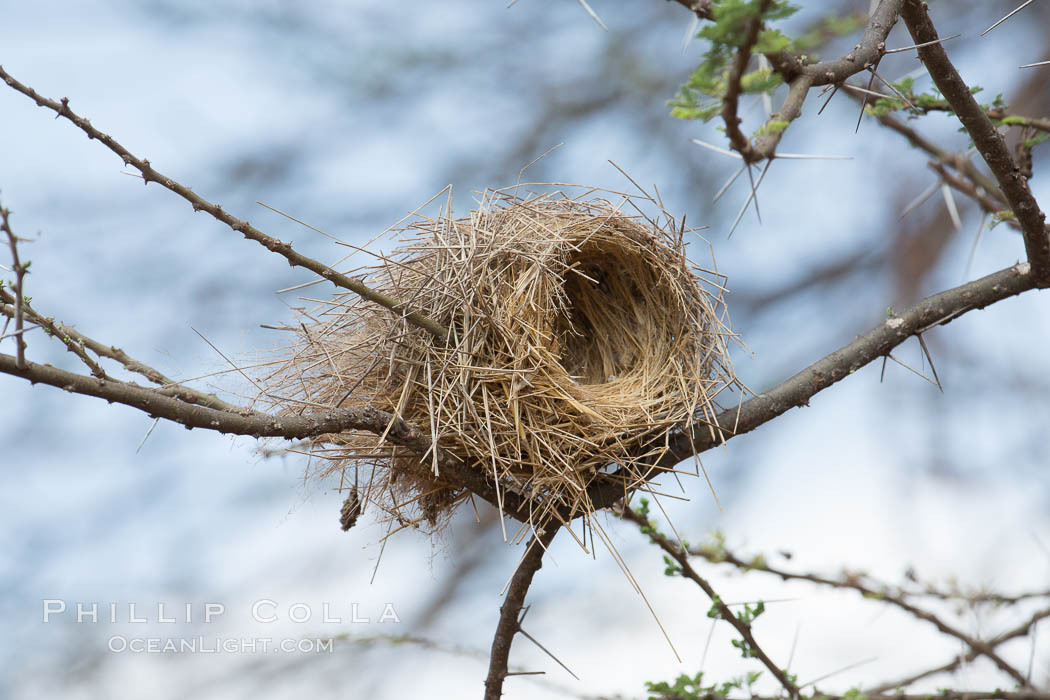 Weaver bird nest, Amboseli National Park, Kenya., natural history stock photograph, photo id 29551