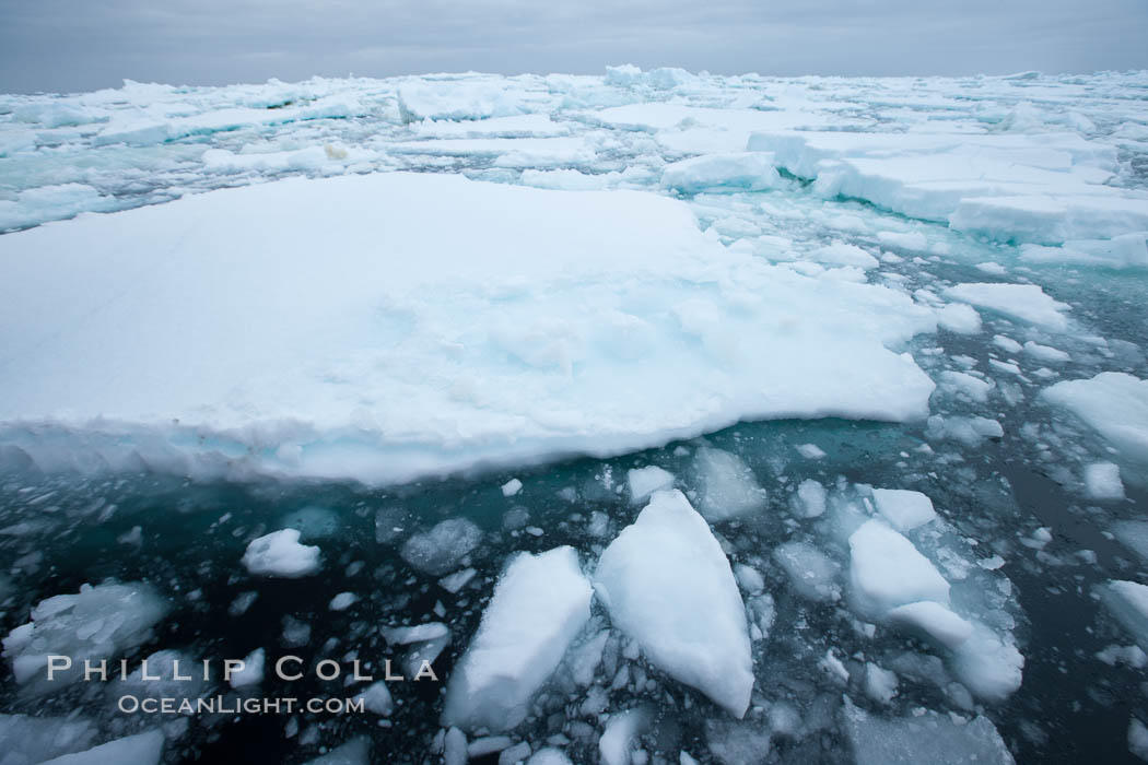 Pack ice and brash ice fills the Weddell Sea, near the Antarctic Peninsula.  This pack ice is a combination of broken pieces of icebergs, sea ice that has formed on the ocean. Southern Ocean, natural history stock photograph, photo id 24914