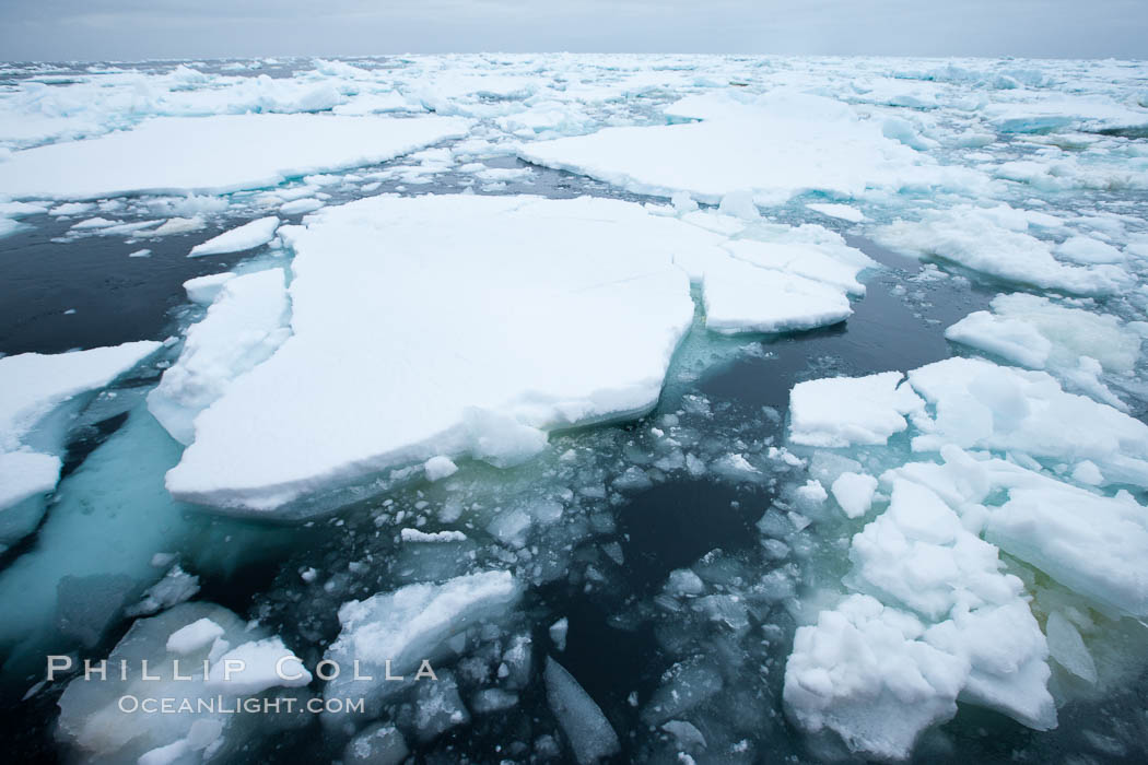 Pack ice and brash ice fills the Weddell Sea, near the Antarctic Peninsula.  This pack ice is a combination of broken pieces of icebergs, sea ice that has formed on the ocean. Southern Ocean, natural history stock photograph, photo id 24913