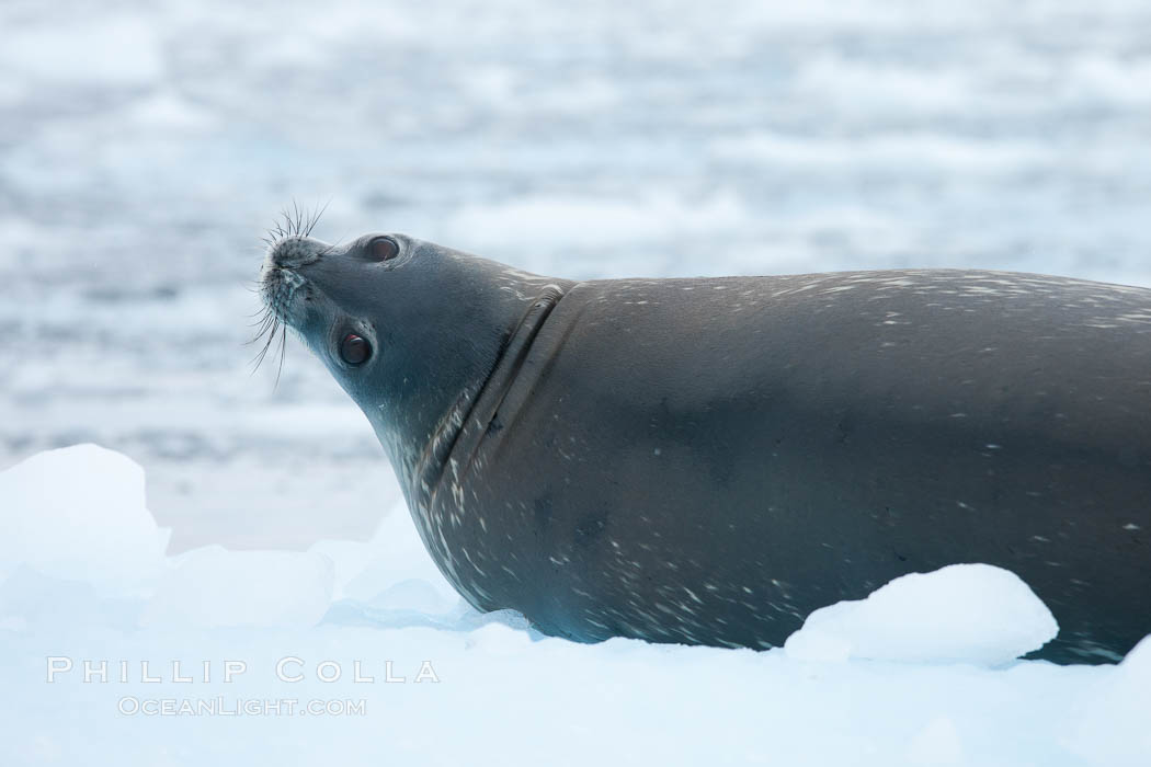 Weddell seal in Antarctica.  The Weddell seal reaches sizes of 3m and 600 kg, and feeds on a variety of fish, krill, squid, cephalopods, crustaceans and penguins. Cierva Cove, Antarctic Peninsula, Leptonychotes weddellii, natural history stock photograph, photo id 25522