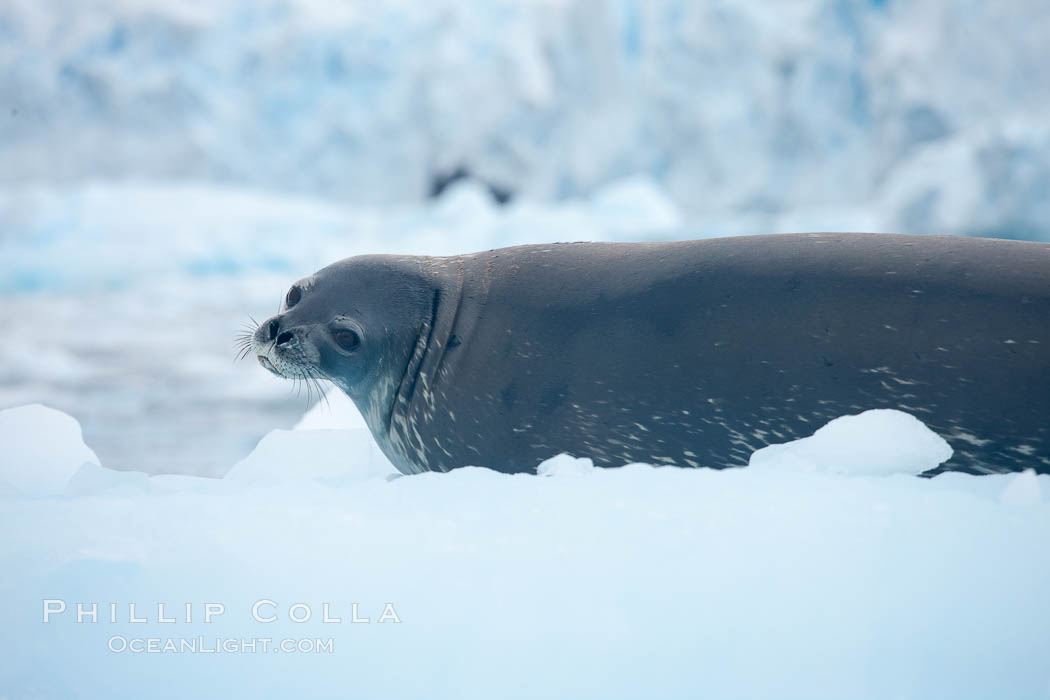 Weddell seal in Antarctica.  The Weddell seal reaches sizes of 3m and 600 kg, and feeds on a variety of fish, krill, squid, cephalopods, crustaceans and penguins. Cierva Cove, Antarctic Peninsula, Leptonychotes weddellii, natural history stock photograph, photo id 25570