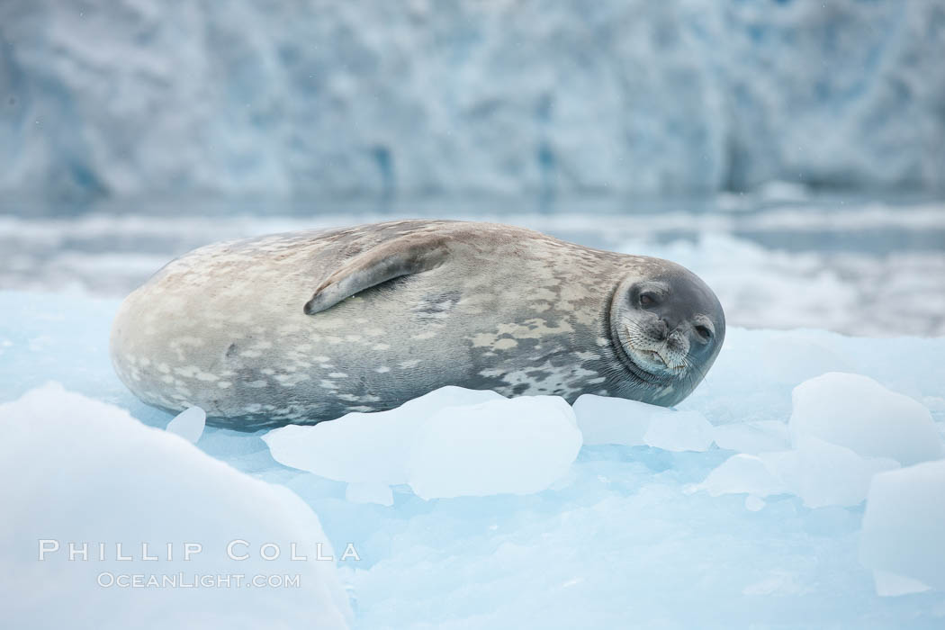 Weddell seal in Antarctica.  The Weddell seal reaches sizes of 3m and 600 kg, and feeds on a variety of fish, krill, squid, cephalopods, crustaceans and penguins. Cierva Cove, Antarctic Peninsula, Leptonychotes weddellii, natural history stock photograph, photo id 25568