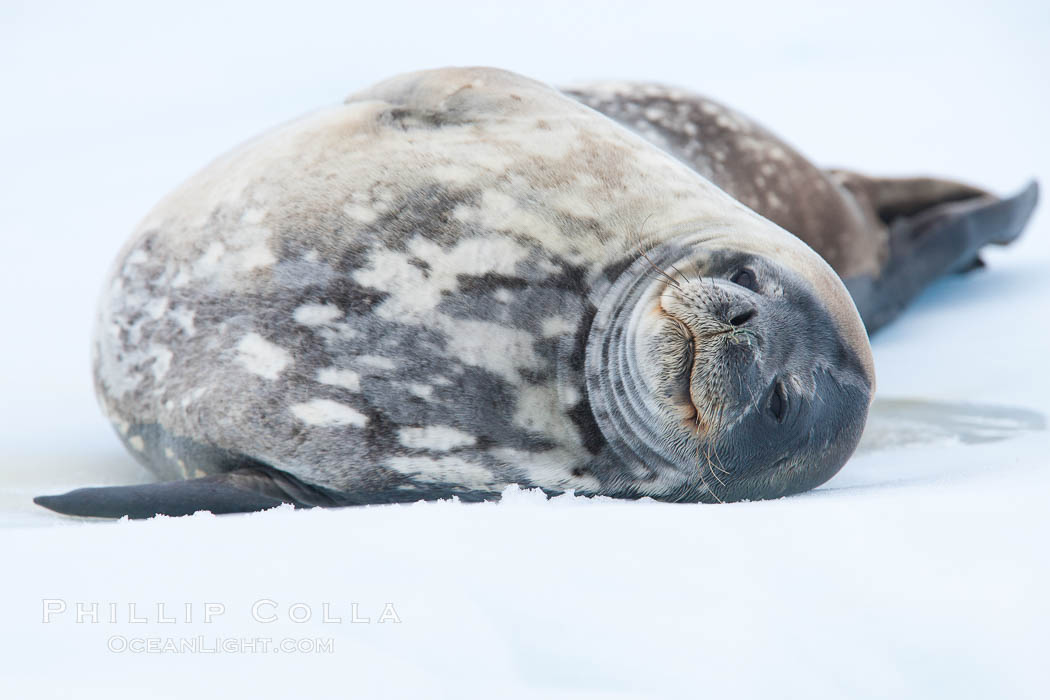 Weddell seal in Antarctica.  The Weddell seal reaches sizes of 3m and 600 kg, and feeds on a variety of fish, krill, squid, cephalopods, crustaceans and penguins. Neko Harbor, Antarctic Peninsula, Leptonychotes weddellii, natural history stock photograph, photo id 25692