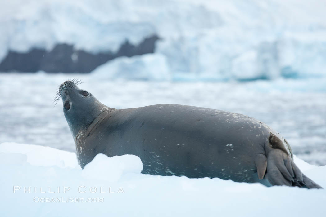 Weddell seal in Antarctica.  The Weddell seal reaches sizes of 3m and 600 kg, and feeds on a variety of fish, krill, squid, cephalopods, crustaceans and penguins. Cierva Cove, Antarctic Peninsula, Leptonychotes weddellii, natural history stock photograph, photo id 25571