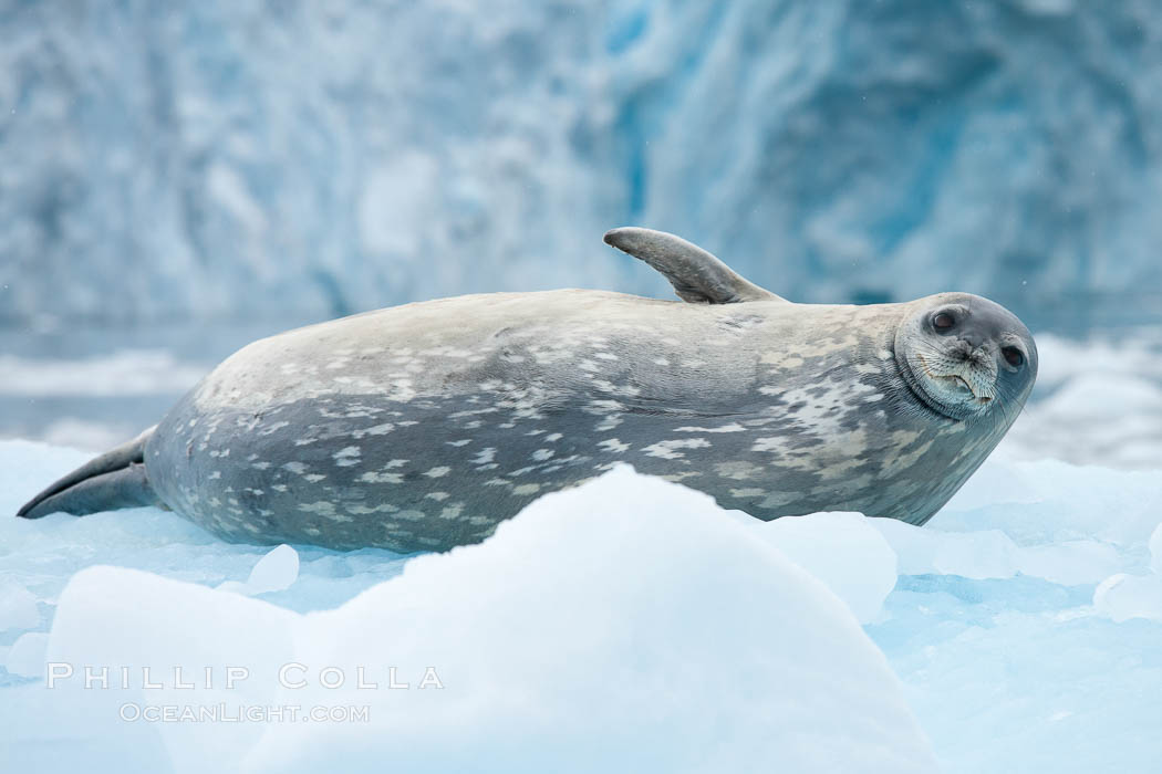 Weddell seal in Antarctica. The Weddell seal reaches sizes of 3m and 600 kg, and feeds on a variety of fish, krill, squid, cephalopods, crustaceans and penguins, Leptonychotes weddellii, Cierva Cove