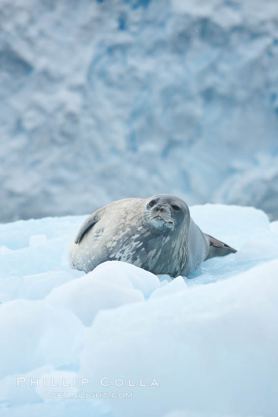 Weddell seal in Antarctica.  The Weddell seal reaches sizes of 3m and 600 kg, and feeds on a variety of fish, krill, squid, cephalopods, crustaceans and penguins. Cierva Cove, Antarctic Peninsula, Leptonychotes weddellii, natural history stock photograph, photo id 25521