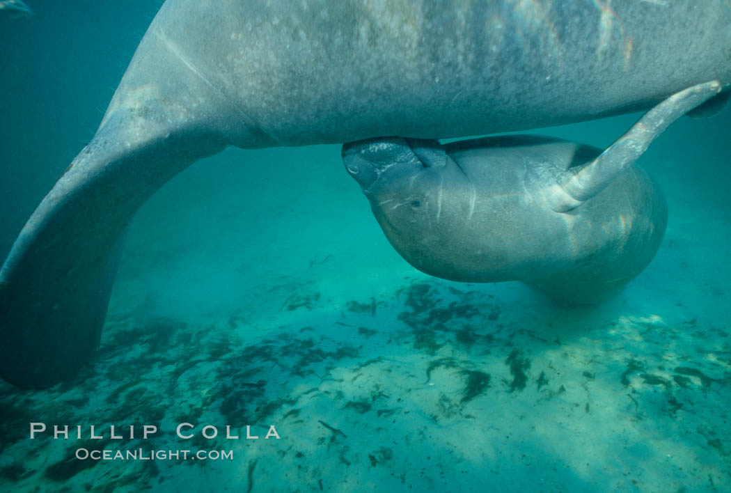 West Indian manatee, socializing/play. Three Sisters Springs, Crystal River, Florida, USA, Trichechus manatus, natural history stock photograph, photo id 02646