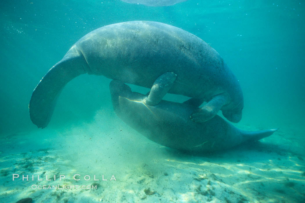 West Indian manatee, socializing/play. Three Sisters Springs, Crystal River, Florida, USA, Trichechus manatus, natural history stock photograph, photo id 02647