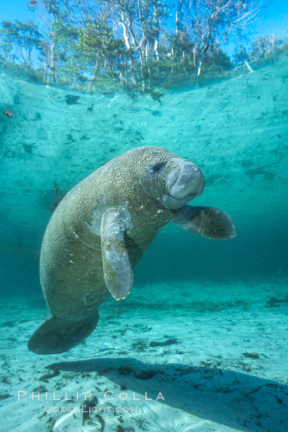 West Indian manatee at Three Sisters Springs, Florida. Crystal River, USA, Trichechus manatus, natural history stock photograph, photo id 02655