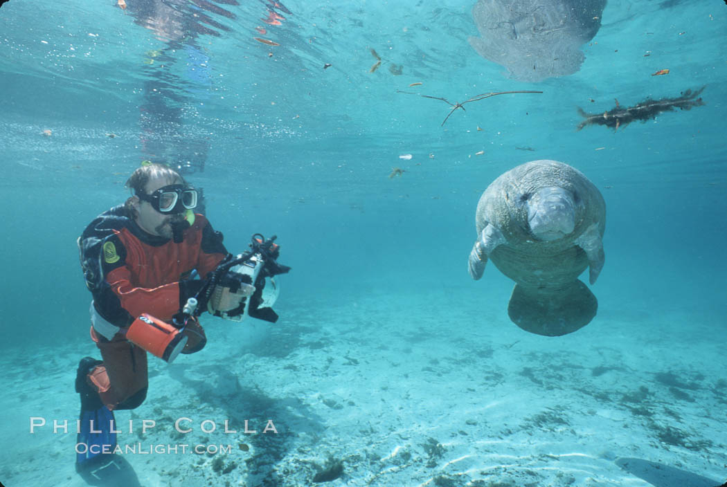 West Indian manatee. Three Sisters Springs, Crystal River, Florida, USA, Trichechus manatus, natural history stock photograph, photo id 02645