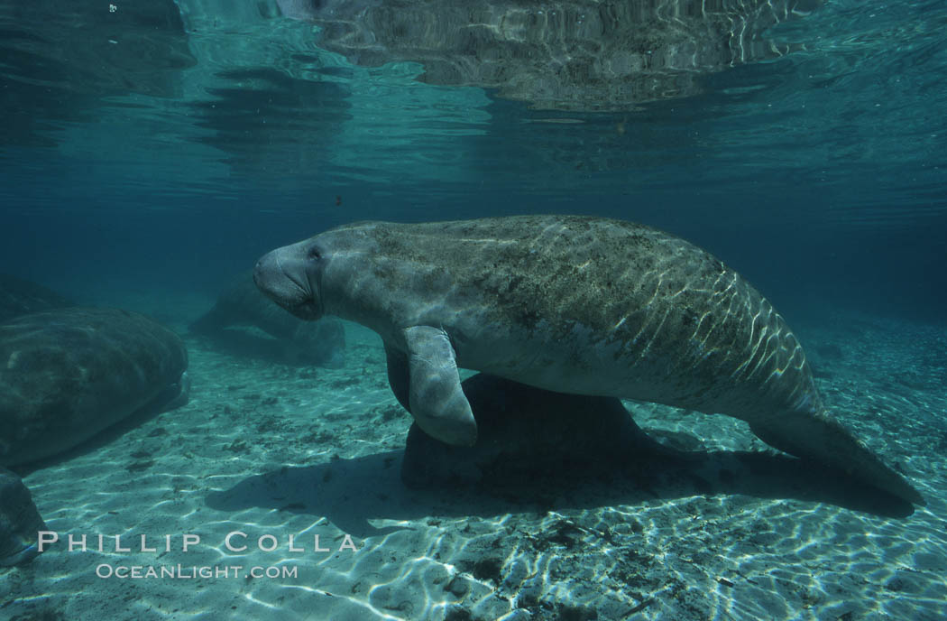 West Indian manatee. Three Sisters Springs, Crystal River, Florida, USA, Trichechus manatus, natural history stock photograph, photo id 02619