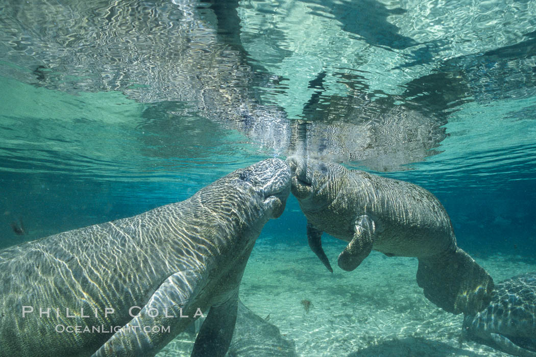West Indian manatees at Three Sisters Springs, Florida. Crystal River, USA, Trichechus manatus, natural history stock photograph, photo id 02623