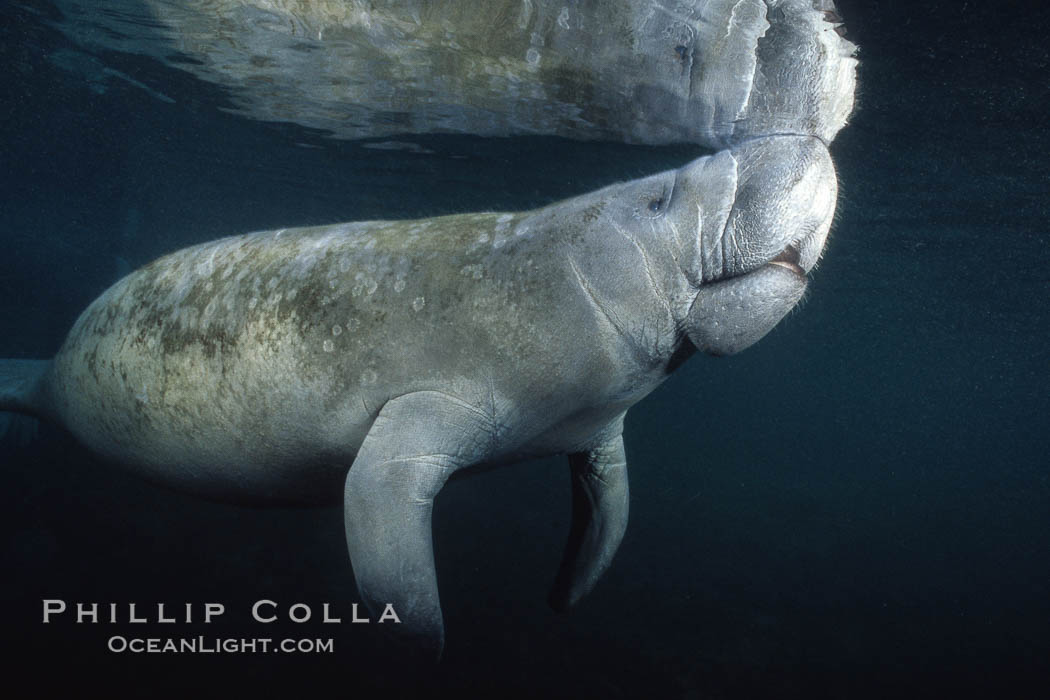 West Indian manatee at Three Sisters Springs, Florida. Crystal River, USA, Trichechus manatus, natural history stock photograph, photo id 02718